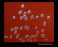 neisseria gonorrhoeae